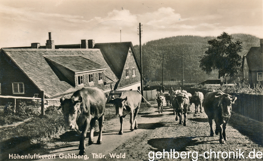 1950 031 Ambulanz Rinderherde